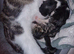 Adorable litter 4 boy kitten n 1 girl