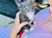 Kittens for sale