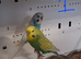 Breeding pairs of budgies