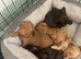 Pra clear miniture cockapoo puppies