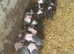 Saddleback cross weaners