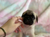 Beautiful pug puppy