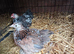 A Pair of 10 week old Pekiin bantams