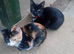 2 kittens