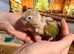 Beautiful baby pineapple conures ready by mid to end of October