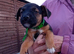 Border lakeland Russell pups
