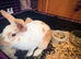 Female rabbit