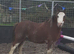 * Flashy Reg Sec A Gelding*