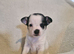 Pomchi boy and girl can leave NOW