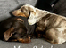 Beautiful tweener Dutchhound puppies