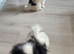 Beautiful Japanese Chin puppies