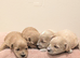 F1 Apricot & Cream Maltipoo Puppies