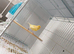 Canary for sale