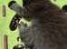 Female kittens