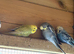 Beautiful Baby Budgies