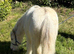 9 months exceptional blagdon  colt show ring quality