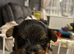 4 beautiful yorkshire miniature terrier pups