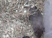 Baby boy guinea pigs available