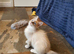 Beautiful GCCF Registered Ragdoll Kittens.