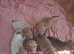 Beautiful puppies ( shar pei)