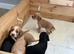Cocker spaniels