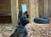 Mali boy pup