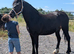 Stunning 3yrs Welsh d filly