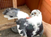 Black and white Pied Indian Fantail