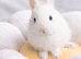 Beautiful Netherland dwarf bunnies