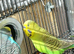 Bonded pair of young cocks