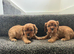 One Black and Tan boy available - cavaliers! Health tested