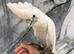 Friendly Baby HandReared Super Tame Cuddly Ducorps Cockatoo Parrot