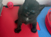 Kittens ready to leave in 1 week