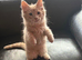 Gccf registered Maine Coon kittens