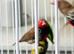 Painted Finches