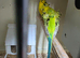 Helicopter budgies
