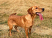 KC Registered Labrador Female 1 Year Old