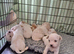 Jug pups