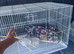 Lovely flight cage