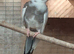 Whiteface pied ready now