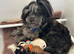 Beautiful Litter of Shihpoochon Puppies