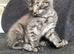 1 kitten