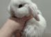 14 week old Mini lop does (reduced)