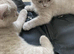Beautiful British Shorthair Kittens – Blue & Lilac – Raised in Our Family Home