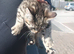 Kitten Persians cross