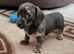 Stunning Miniature unusual dachshunds....lots of interest so be quick to avoid disappointment