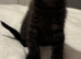 Scottish fold kitten