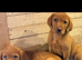 Fox red Labrador puppies