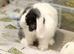 2 bonded rabbits
