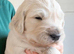 Golden Retriever Boys and Girls Available